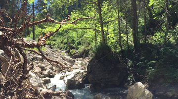 Wilder und naturbelassener Gemstelbach
