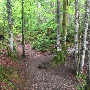 Wanderweg im Schwarzwassertal
