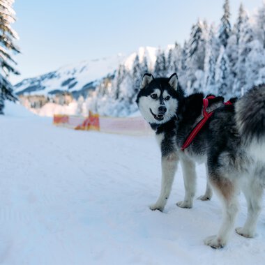 A friendly dog is standing on a snowy path. In the background, snow-covered trees and mountains can be seen.