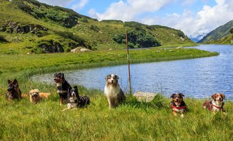 Seven dogs are sitting on a green meadow next to a calm lake. In the background, gentle hills and a clear sky can be seen. | © S&H Hundewelt Wandertouren GmbH