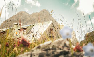 Eine Almhütte umgeben von grünen Wiesen und bunten Blumen. Im Hintergrund sind majestätische Berge zu sehen. | © Mindelheimer Hütte | Wolfgang Stache
