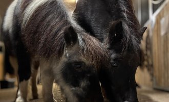 Zwei kleine Ponys fressen gemeinsam Futter in einem Stall. Sie haben unterschiedliche Fellfarben, eines ist schwarz-weiß und das andere ist schwarz. | © Sabine Eberle