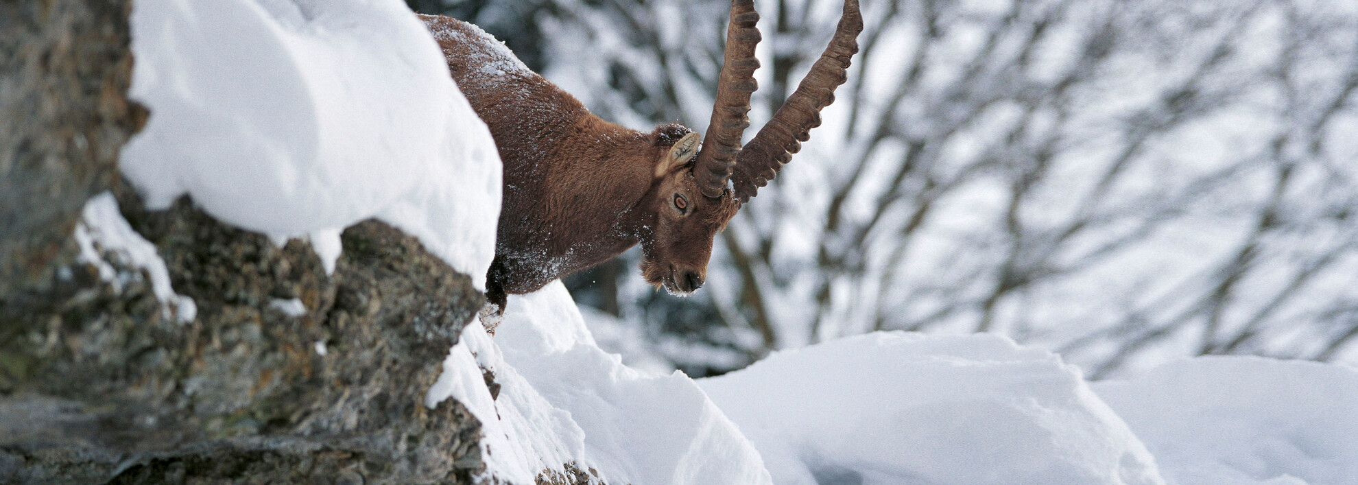 Steinbock im Winter | © Kleinwalsertal Tourismus eGen | Fotograf: Hans Wiesenhofer