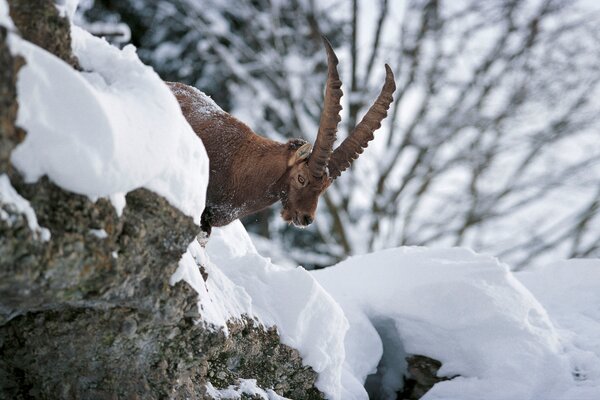 Steinbock im Winter | © Kleinwalsertal Tourismus eGen | Fotograf: Hans Wiesenhofer