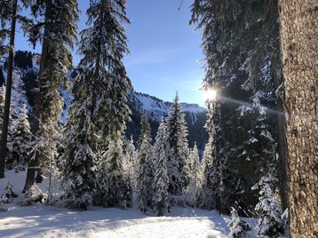 Mit der Naturführerin durch den Wald | © Kleinwalsertal Tourismus | Louisa Hieke