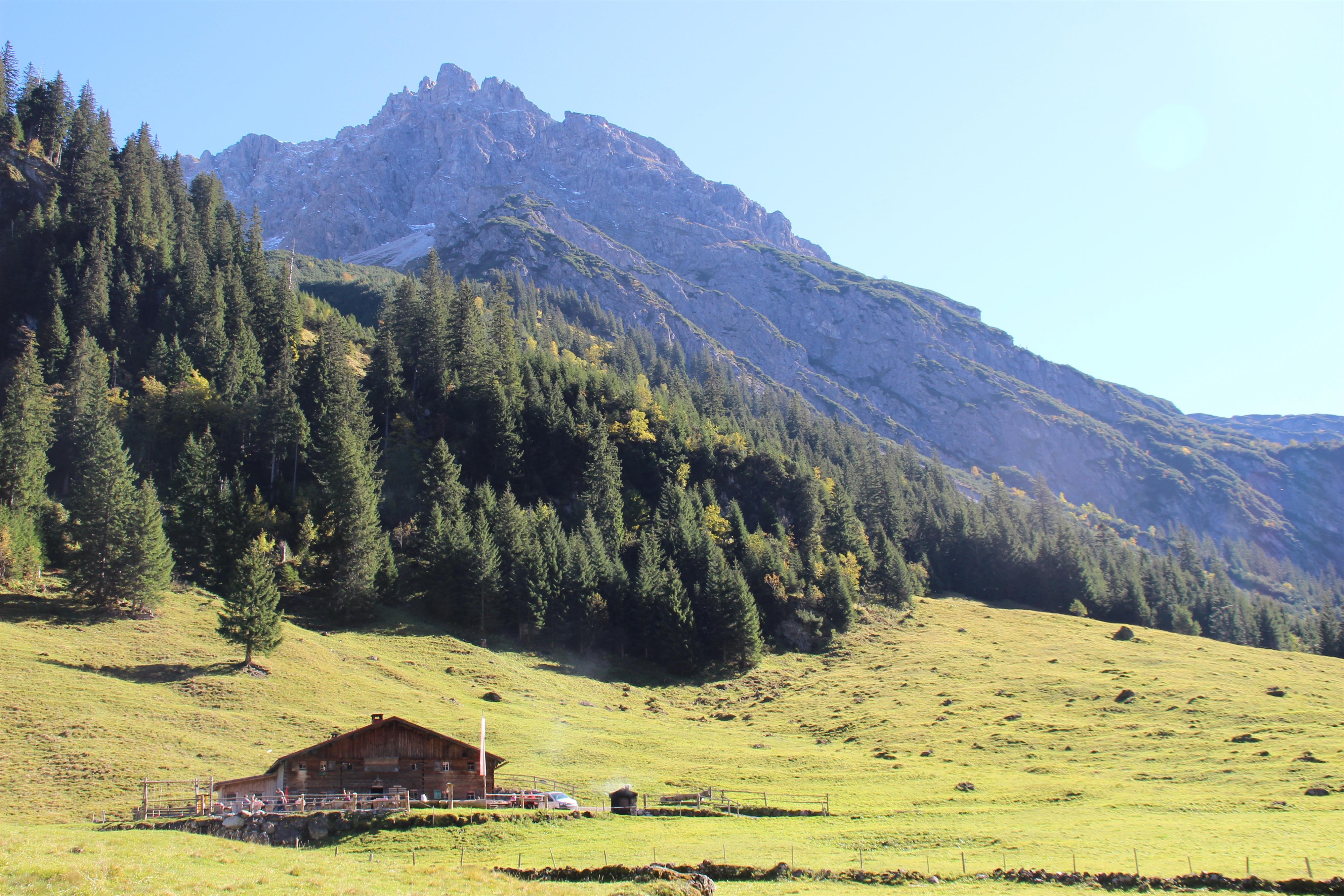 Naturalpe Gemstel-Schönesboden in Mittelberg | Kleinwalsertal