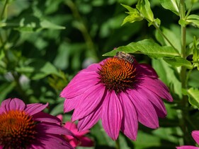 Naturforscher-Abenteuer_Insekten | © Kleinwalsertal Tourismus | Andre Tappe