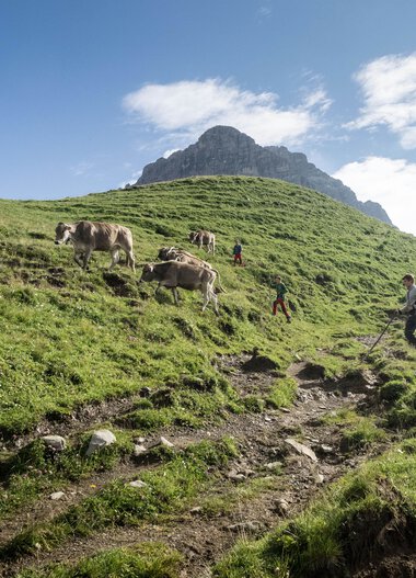 Menschen wandern auf einer grünen, bergigen Wiese mit Kühen, im Hintergrund ein Gipfel unter blauem Himmel. | © Kleinwalsertal Tourismus eGen • Fotograf: Andre Tappe