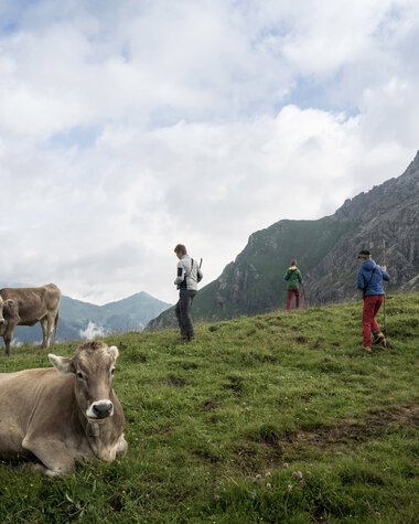 Two cows lying on a green hillside in the mountains, with hikers in the background and a cloudy sky. | © Kleinwalsertal Tourismus eGen • Photographer: Andre Tappe