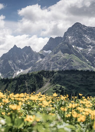 Mountain landscape with tall peaks and forested hills, in the foreground a field of yellow flowers, under a cloudy sky. | © Kleinwalsertal Tourismus eGen • Photographer: Dominik Berchtold