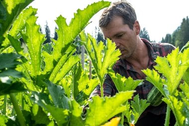 Man in a permaculture garden during a summer photoshoot, surrounded by green plants with a yellow flower in the foreground. | © Kleinwalsertal Tourismus eGen • Photographer: Dominik Berchtold