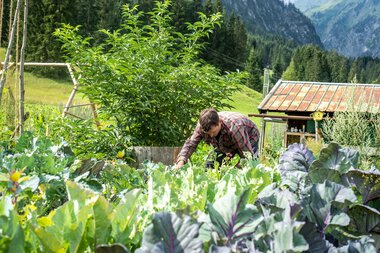 Man harvesting vegetables in a permaculture garden, surrounded by lettuce and cabbage, with mountains in the background. | © Kleinwalsertal Tourismus eGen • Photographer: Dominik Berchtold