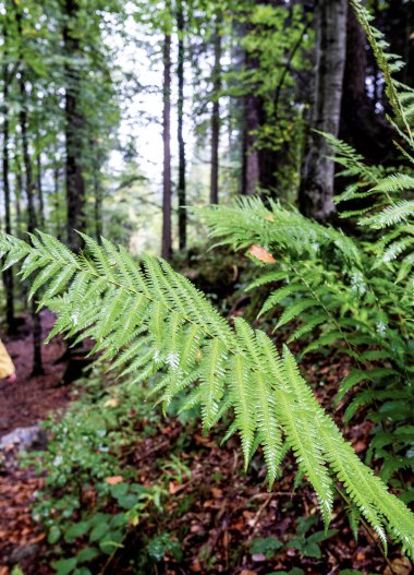 Person in a yellow raincoat walking through a dense, green forest in the rain | © Kleinwalsertal Tourismus eGen • Photographer: Dominik Berchtold