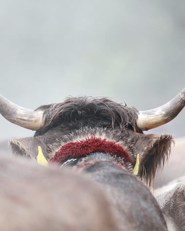 Cattle with large horns during the Alpine descent celebration, with more cattle in the background. | © Kleinwalsertal Tourismus eGen • Photographer: Frank Drechsel