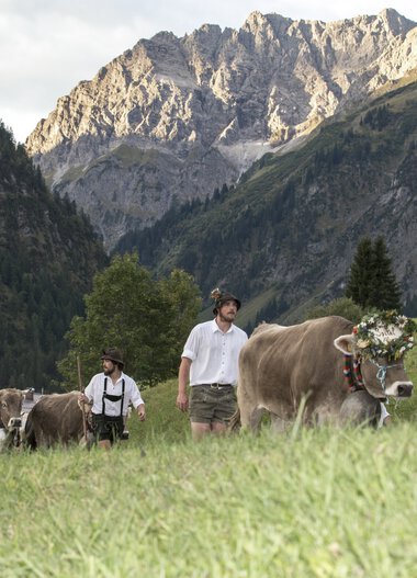 Men herding cows during the cattle drive in a mountainous landscape with high mountains in the background. | © Kleinwalsertal Tourismus eGen • Photographer: Frank Drechsel