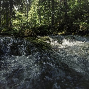 Ein Bergbach fließt durch einen dichten, grünen Wald mit Sonnenlicht, das durch die Bäume fällt. | © Kleinwalsertal Tourismus eGen • Fotograf: Oliver Farys