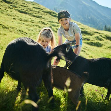 Two children hiking in Kleinwalsertal with goats and calves on a green hillside, with mountains in the background on a sunny day. | © Kleinwalsertal Tourismus eGen • Photographer: Oliver Farys