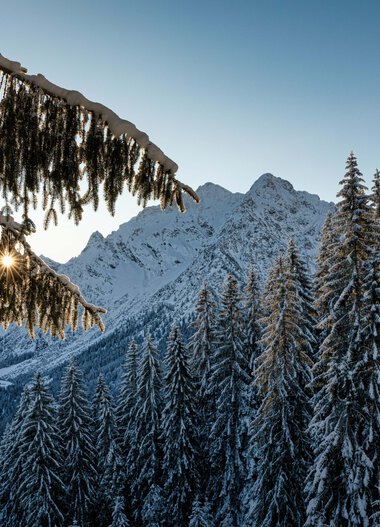 Winter landscape with snow-covered pine trees, mountains in the background, and sunlight shining through the tree canopies. | © Kleinwalsertal Tourismus eGen • Photographer: Robert Niederwolfsgruber