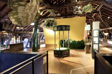 Exhibition at Inatura Dornbirn with large natural decorations and interactive exhibits in the museum. | © Kleinwalsertal Tourismus eGen • Inatura Dornbirn