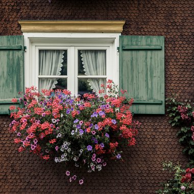 Window with green wooden shutters and a flower box full of colorful flowers in front of a red facade of a Walser house. | © Kleinwalsertal Tourismus eGen • Photographer: Oliver Farys