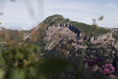 Berglandschaft mit schroffen Felsen, grün bewaldet, im Vordergrund blühende Pflanzen, bei Sonnenaufgang aufgenommen, Wandern am Walmendingerhorn oder Ifen. | © Kleinwalsertal Tourismus eGen • Fotograf: Oliver Farys