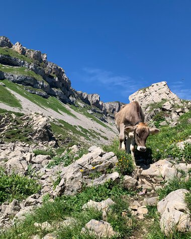 Cow on a rocky mountain trail with green vegetation and large stones, surrounded by rocky mountains under a clear blue sky. | © Kleinwalsertal Tourismus eGen