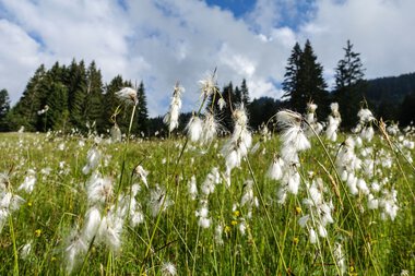 Wiese mit weißen, federartigen Blumen vor einem bewölkten Himmel und Kiefern im Hintergrund. | © Kleinwalsertal Tourismus eGen
