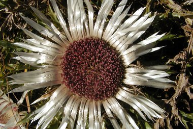 Silver thistle with silvery, shiny leaves and a dark, basket-shaped flower in the center, surrounded by green leaves. | © Kleinwalsertal Tourismus eGen
