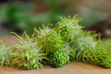 Close-up of young devil's claw plants with green, spiral-shaped leaves on wood, in a garden or forest | © Kleinwalsertal Tourismus eGen • Photographer: Christoffer Leitner