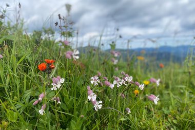 Wildflowers blooming in a green meadow under a cloudy sky with mountainous landscape in the background. | © Kleinwalsertal Tourismus eGen