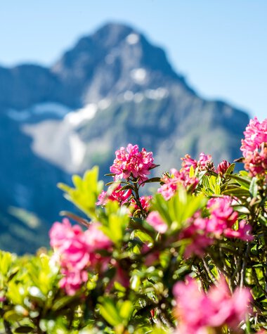 Bunte Alpenrosen vor einer Bergkulisse mit schneebedeckten Gipfeln im Hintergrund. | © Kleinwalsertal Tourismus eGen • Fotograf: Dominik Berchtold