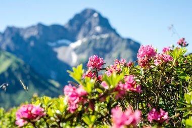 Colorful alpine roses with a mountain landscape and snow-capped peaks in the background. | © Kleinwalsertal Tourismus eGen • Photographer: Dominik Berchtold