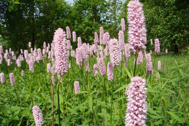 Pink flowers of the Himalayan beeblossom in a meadow with green trees in the background. | © Kleinwalsertal Tourismus eGen