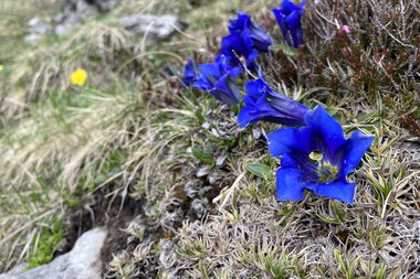 Mountain meadow with blue Clusius gentians on a rocky slope, surrounded by grass and small plants. | © Kleinwalsertal Tourismus eGen