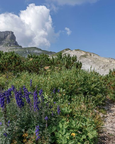 Mountain landscape with purple flowers, green bushes, and a rocky trail under a blue sky with clouds. | © Kleinwalsertal Tourismus eGen • Photographer: Steffen Berschin
