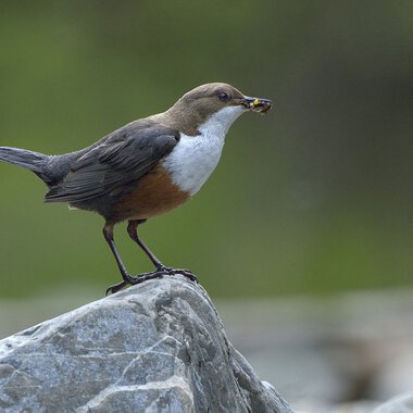 A bird stands on a rock by the riverside, with water in the background. | © Kleinwalsertal Tourismus eGen • Photographer: Heinz Sternke