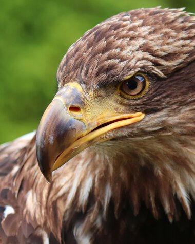 Nahaufnahme eines Steinadlers, der aufmerksam in die Ferne schaut, mit braunem Gefieder und gelbem Schnabel. | © Photo from Pixaby Manfred Richter