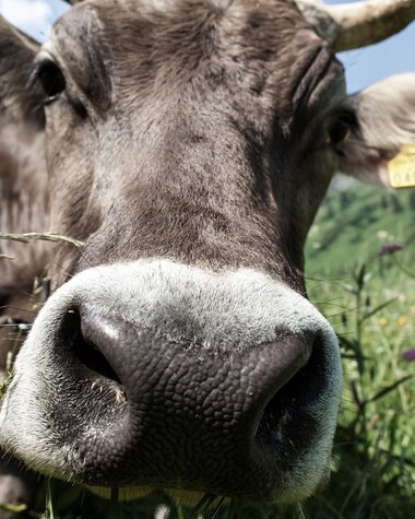 Close-up of a cow with a large nose in the grass, with flowers in the background on a sunny meadow. | © Kleinwalsertal Tourismus eGen • Photographer: Frank Drechsel