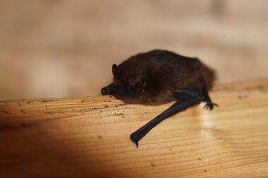 Eine Zwergfledermaus liegt auf einem Holzstück. | © Kleinwalsertal Tourismus eGen • Fotograf: Petra Schattanek
