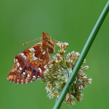 Close-up of a butterfly on a flower in a high moor environment. | © Kleinwalsertal Tourismus eGen • Photographer: Petra Schattanek