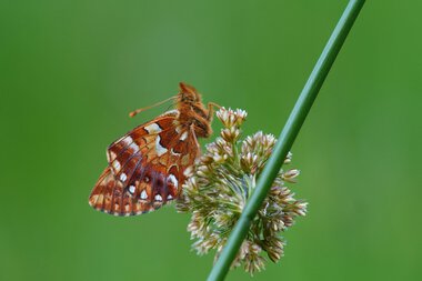 Close-up of a butterfly on a flower in a high moor environment. | © Kleinwalsertal Tourismus eGen • Photographer: Petra Schattanek