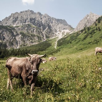 Kühe und Rinder grasen in einer grünen Wiesenlandschaft mit Bergen im Hintergrund. | © Kleinwalsertal Tourismus eGen • Fotograf: Frank Drechsel