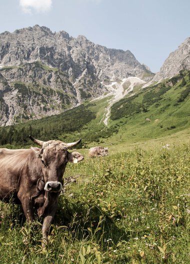 Cows grazing in a green meadow with mountains in the background. | © Kleinwalsertal Tourismus eGen • Photographer: Frank Drechsel