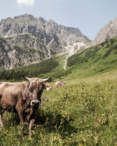 Kühe und Rinder grasen in einer grünen Wiesenlandschaft mit Bergen im Hintergrund. | © Kleinwalsertal Tourismus eGen • Fotograf: Frank Drechsel