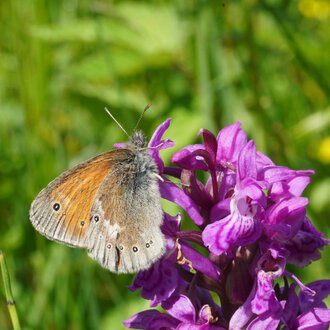 Ein brauner Schmetterling sitzt auf einer pink/violetten Blume in einer grünen Wiesenlandschaft. | © Kleinwalsertal Tourismus eGen • Fotograf: Petra Schattanek