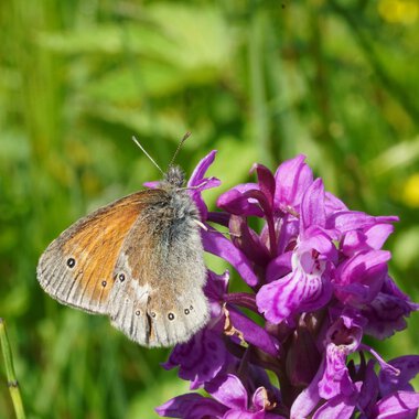 Ein brauner Schmetterling sitzt auf einer pink/violetten Blume in einer grünen Wiesenlandschaft. | © Kleinwalsertal Tourismus eGen • Fotograf: Petra Schattanek