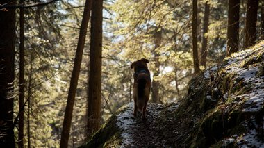 Hund wandert auf einem verschneiten Waldpfad im Sonnenlicht, umgeben von hohen Bäumen im Herbstwald. | © Kleinwalsertal Tourismus eGen • Fotograf: Lukas Rinner