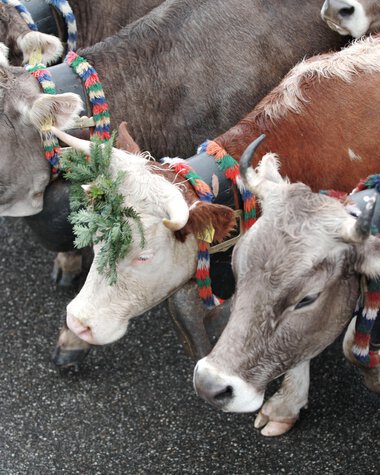 Several cows with colorful necklaces and braids during an alpine herdsmen's descent | © Kleinwalsertal Tourismus eGen • Photographer: Frank Drechsel