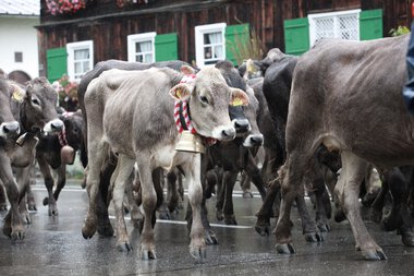 A herd of cows and calves during a traditional livestock drive through a village, walking on a wet street. | © Kleinwalsertal Tourismus eGen • Photographer: Frank Drechsel